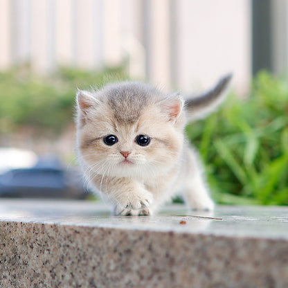 Munchkin - Ppoppo (Female)