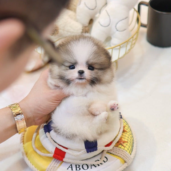 Pomeranian - Jjori (Female)
