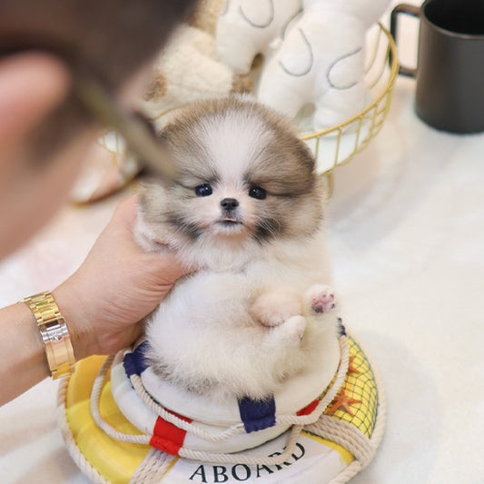 Pomeranian - Jjori (Female)