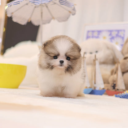 Pomeranian - Jjori (Female)