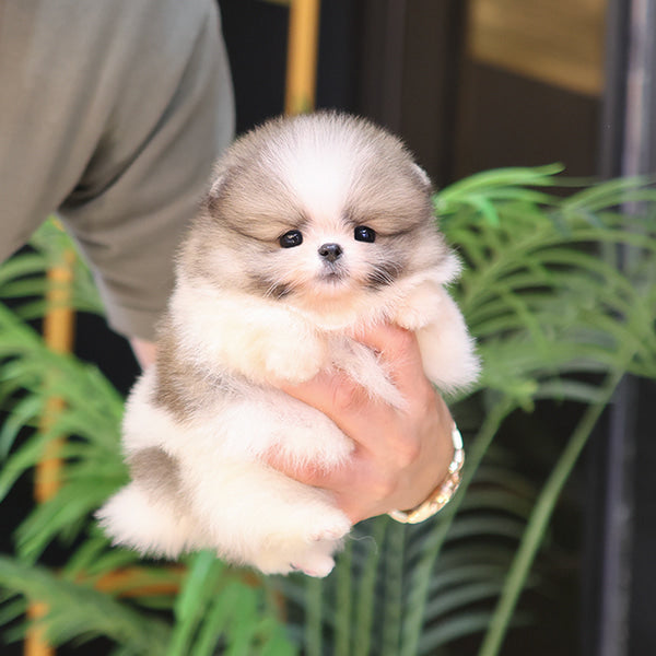 Pomeranian - Jjori (Female)