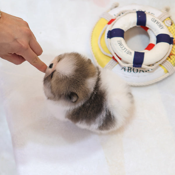 Pomeranian - Jjori (Female)