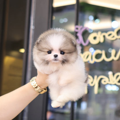 Pomeranian - Jjori (Female)