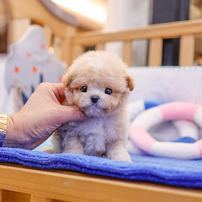 Maltipoo - Hajji (Female)