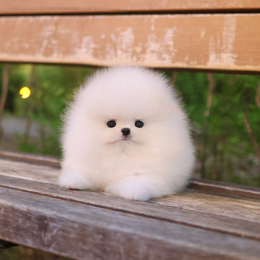 Pomeranian - Tina (Male)