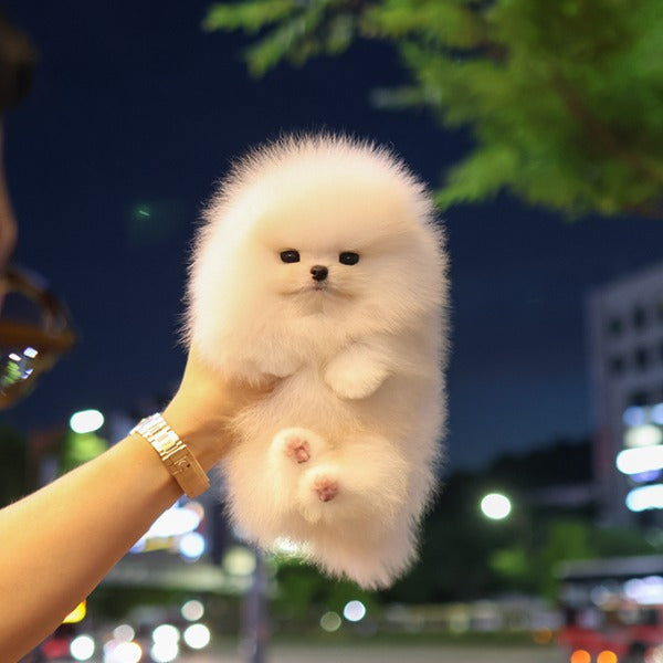 Pomeranian - Tina (Male)