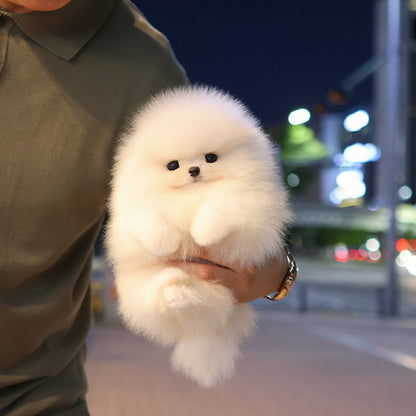 Pomeranian - Tina (Male)