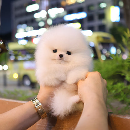 Pomeranian - Tina (Male)