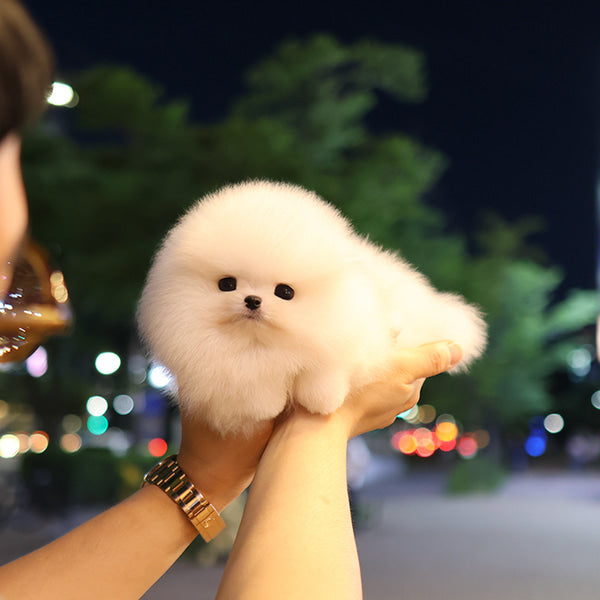 Pomeranian - Tina (Male)