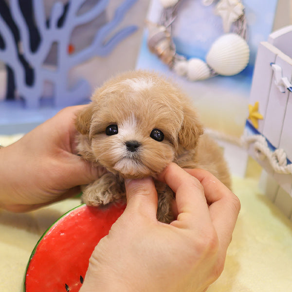 Maltipoo - Bobo (Male)