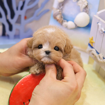 Maltipoo - Bobo (Male)