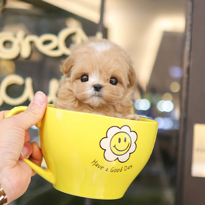 Maltipoo - Bobo (Male)