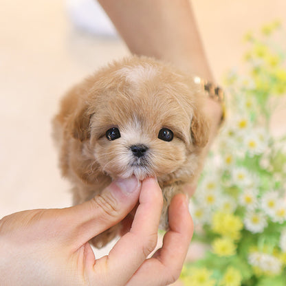 Maltipoo - Bobo (Male)