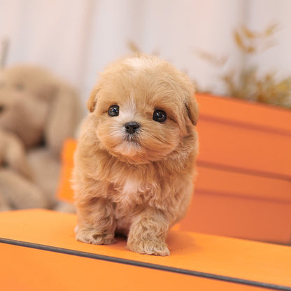 Maltipoo - Bobo (Male)