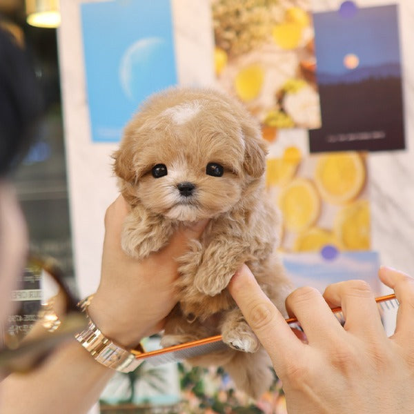 Maltipoo - Bobo (Male)