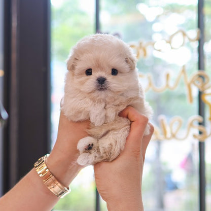 Maltipoo - Wooa (Male)