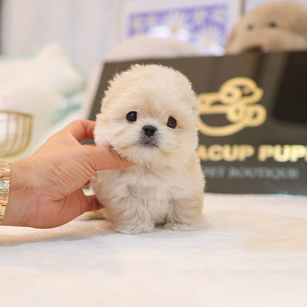 Maltipoo - Wooa (Male)