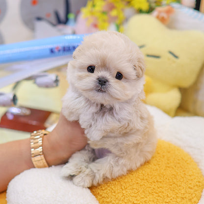 Maltipoo - Wooa (Male)