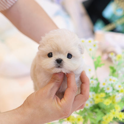 Maltipoo - Wooa (Male)
