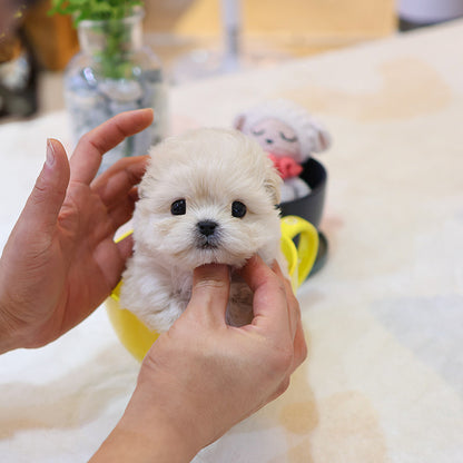 Maltipoo - Wooa (Male)