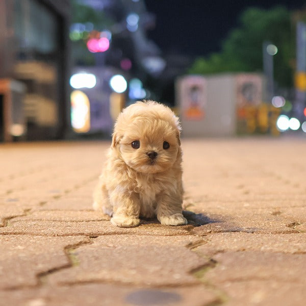 Maltipoo - Dia (Female)