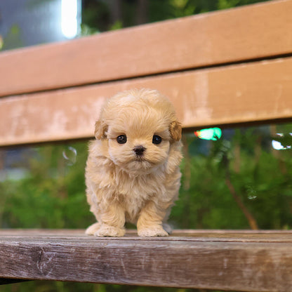 Maltipoo - Dia (Female)