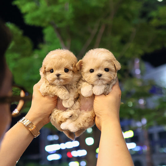 Maltipoo - Dico (Female)