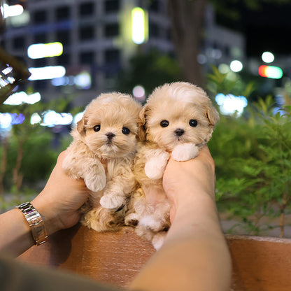 Maltipoo - Dico (Female)