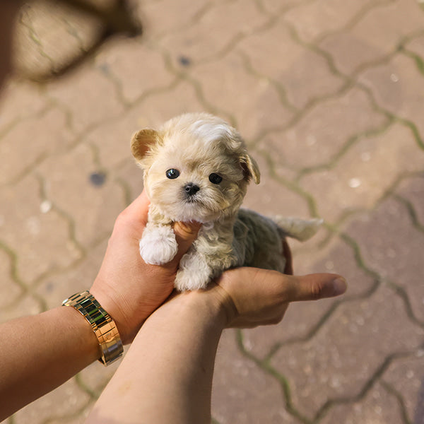 Maltipoo - Dico (Female)