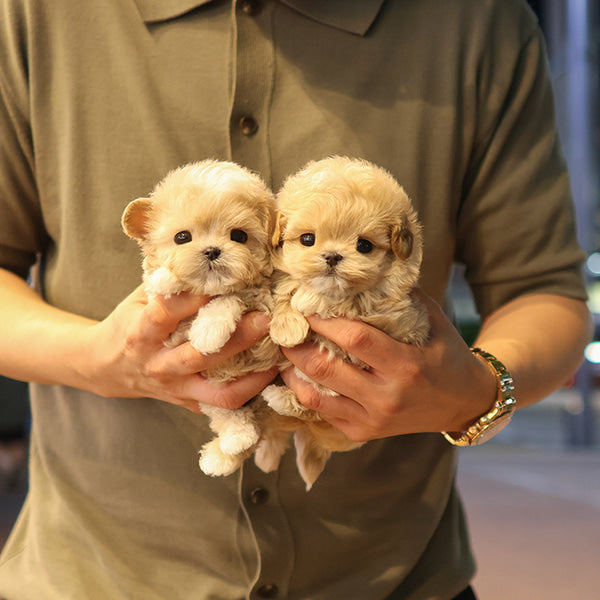 Maltipoo - Dico (Female)
