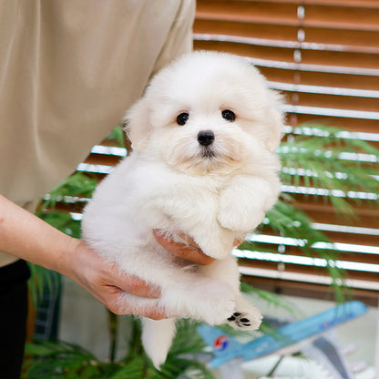 Coton de Tulear - Akeu (Male)