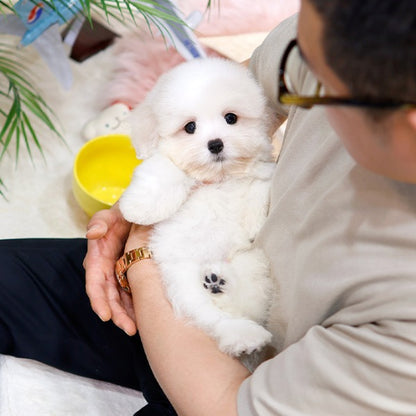Coton de Tulear - Akeu (Male)
