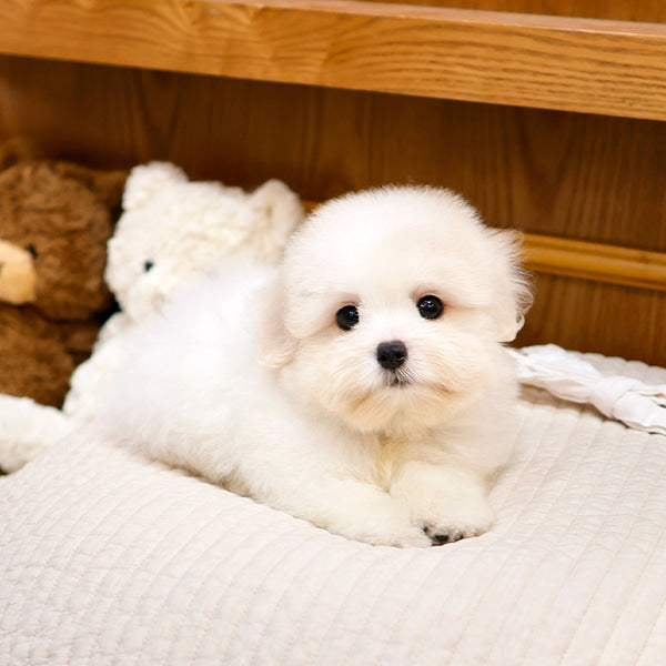 Coton de Tulear - Akeu (Male)
