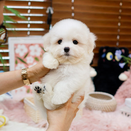Coton de Tulear - Akeu (Male)