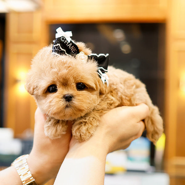 Maltipoo - Pao (Male)