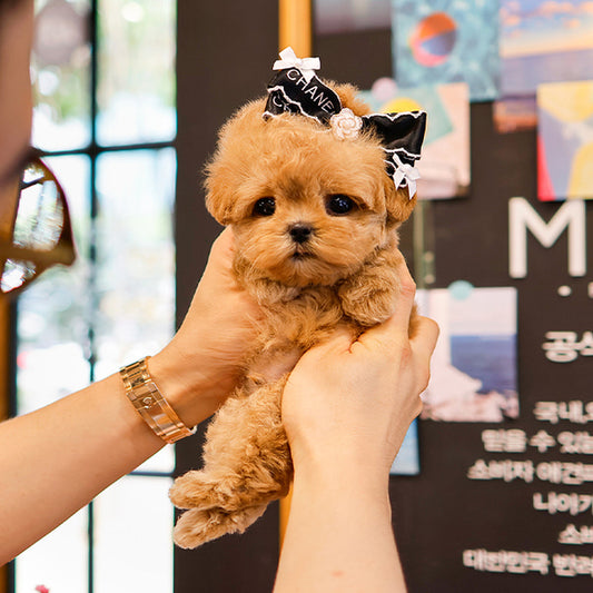 Maltipoo - Pao (Male)