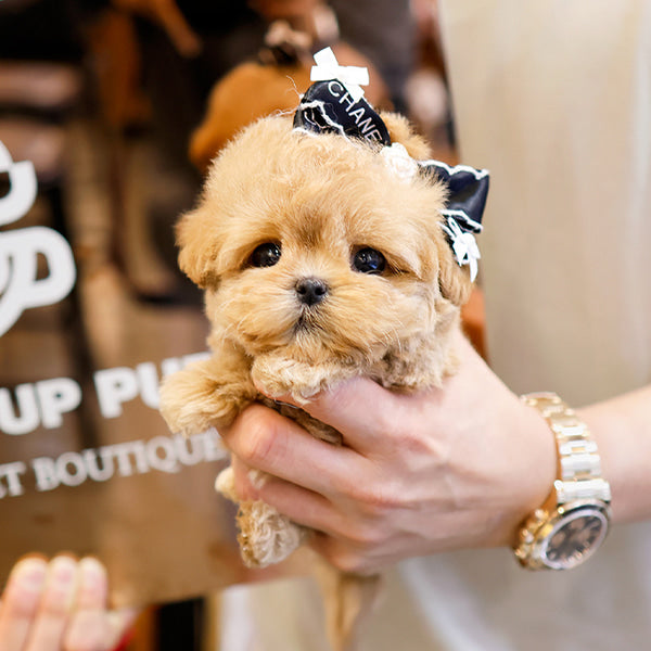 Maltipoo - Pao (Male)