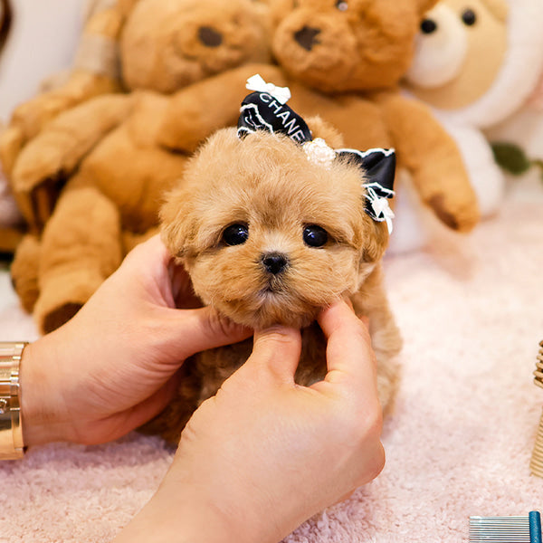 Maltipoo - Pao (Male)