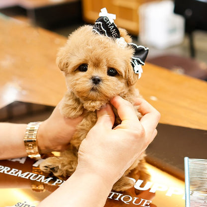 Maltipoo - Pao (Male)