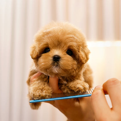 Maltipoo - Taksu (Male)