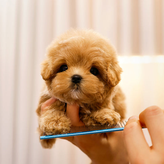 Maltipoo - Taksu (Male)