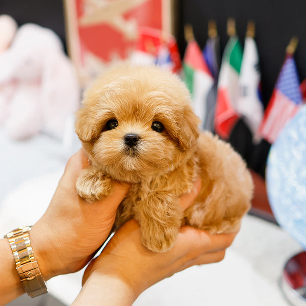 Maltipoo - Taksu (Male)