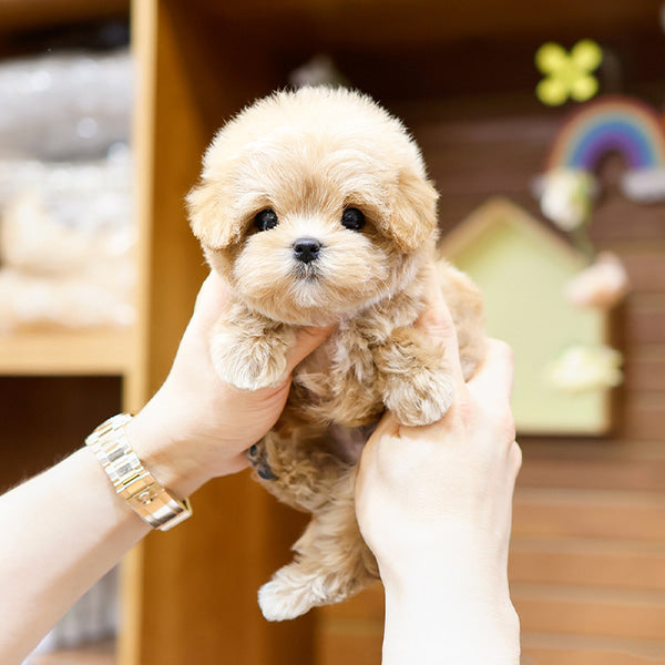 Maltipoo - Taksu (Male)