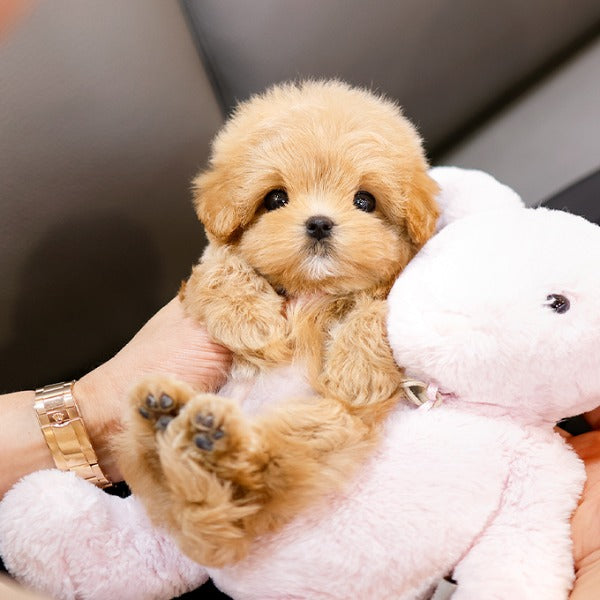 Maltipoo - Taksu (Male)