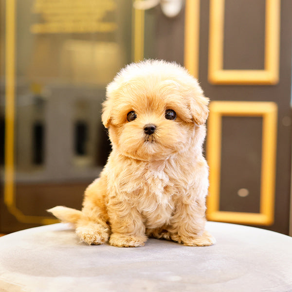Maltipoo - Taksu (Male)