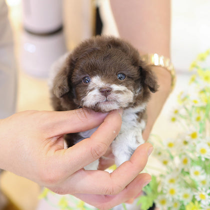 Poodle - Chori (Male)