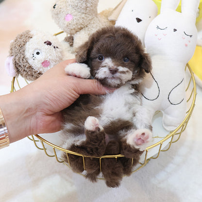 Poodle - Chori (Male)
