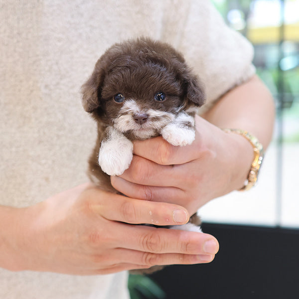 Poodle - Chori (Male)