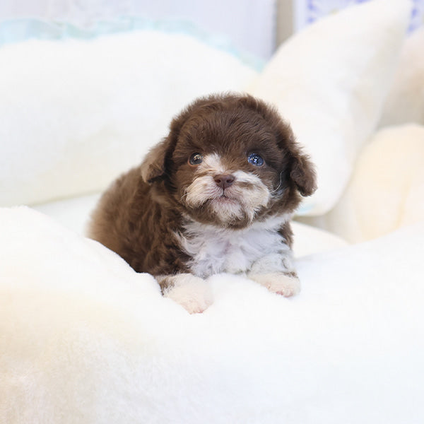 Poodle - Chori (Male)