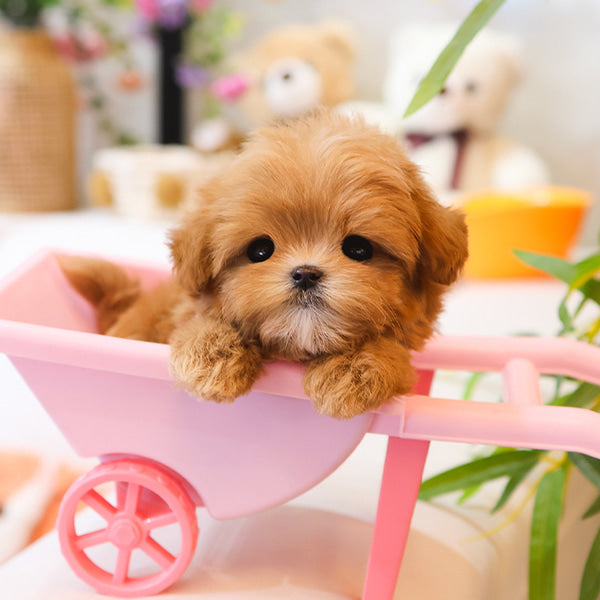 Maltipoo - Tomo (Female)